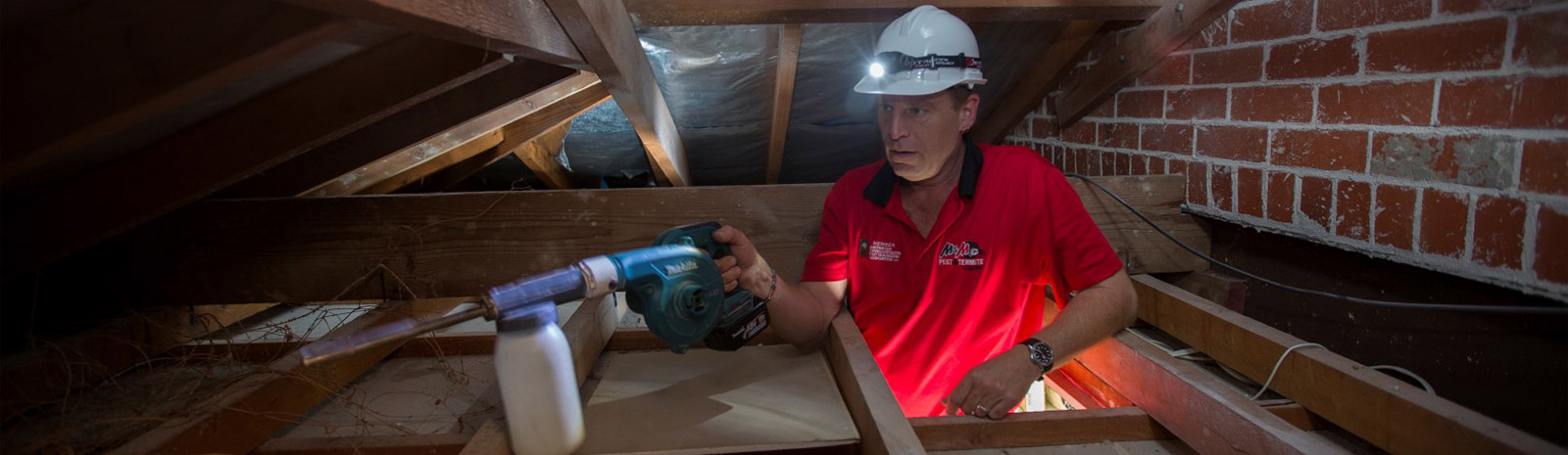 pest inspection