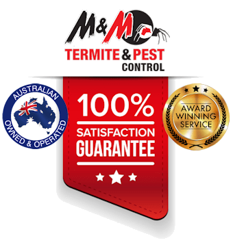 Bunnings Termite Treatment: Why Professional Help Beats Bunnings DIY!